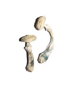 Avery's Albino Magic Mushrooms