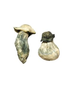 Albino Penis Neid Zauberpilze
