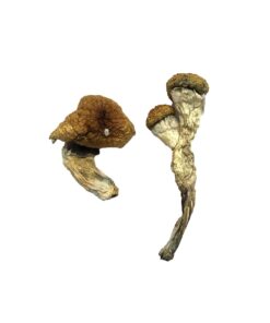 Amazonische Zauberpilze