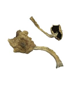 Bayou Magic Mushrooms