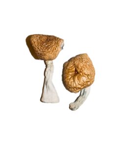 Birmesische Zauberpilze