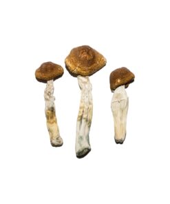 Besondere 'Oz' Magic Mushrooms (28 Gramm)