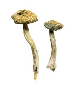 Jerry Garcia Magic Mushrooms