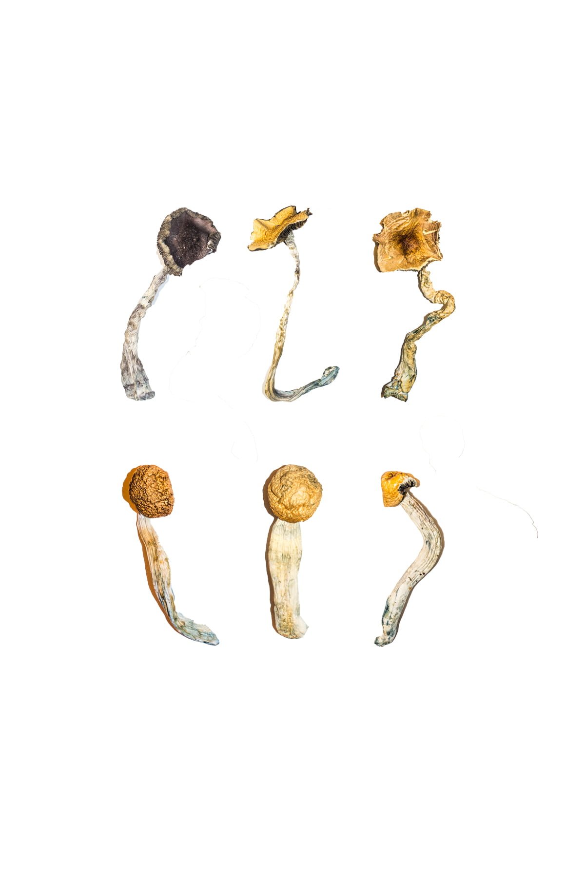 Magic Mushroom Kaufen