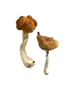 Malaysische Zauberpilze