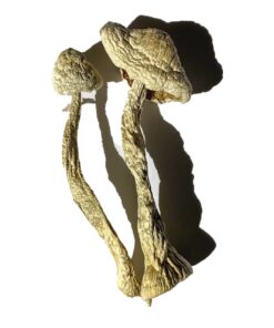 Moby Dick Magic Mushrooms