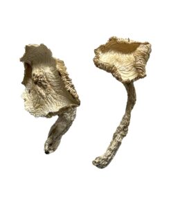Stakz Magic Mushrooms