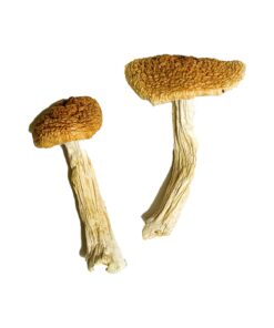 Teonanacatl Magic Mushrooms