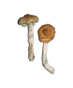 Vietnamesische Zauberpilze