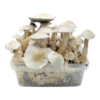Albino Golden Teacher Classic XL Growkit kaufen | Cloud920® Deutschland