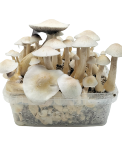 Albino Golden Teacher Classic XL Growkit kaufen | Cloud920® Deutschland