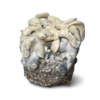 AMTP Growkit XL kaufen | Albino Melmak TP | Cloud920®