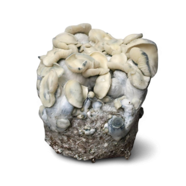 AMTP Growkit XL kaufen | Albino Melmak TP | Cloud920®