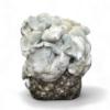APE221 Growkit XL kaufen | Albino Penis Envy | Cloud920®