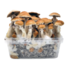 B+ Growkit XL kaufen | Klassiker | Cloud920® Classic
