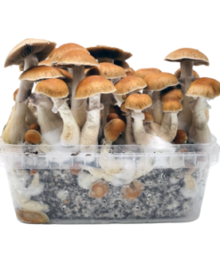 B+ Growkit XL kaufen | Klassiker | Cloud920® Classic