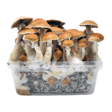 B+ Growkit XL kaufen | Klassiker | Cloud920® Classic