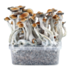 PES Amazon Growkit XL kaufen | Amazonian Cubensis | Cloud920®