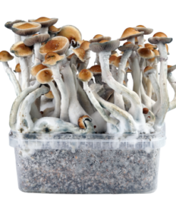 PES Amazon Growkit XL kaufen | Amazonian Cubensis | Cloud920®