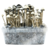 Hawaii Copelandia Growkit kaufen | Panaeolus cyanescens | Cloud920®