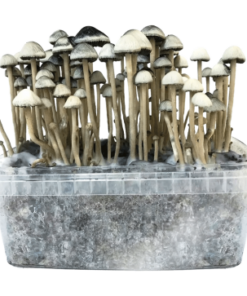 Hawaii Copelandia Growkit kaufen | Panaeolus cyanescens | Cloud920®