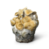 Hillbilly Pumpkin Growkit XL kaufen | Microdose Champion 2022 | Cloud920®