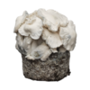 Jack Frost Growkit XL kaufen | Stärkster Cubensis | Cloud920®