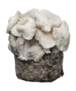 Jack Frost Growkit XL kaufen | Stärkster Cubensis | Cloud920®