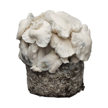 Jack Frost Growkit XL kaufen | Stärkster Cubensis | Cloud920®