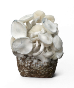 JMF Leucistic Growkit XL kaufen | Cloud920® Hybrid