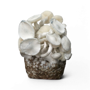 JMF Leucistic Growkit XL kaufen | Cloud920® Hybrid