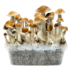 McKennaii Growkit XL kaufen | Classic Grow Kit | Cloud920®