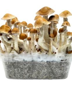 McKennaii Growkit XL kaufen | Classic Grow Kit | Cloud920®
