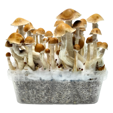 McKennaii Growkit XL kaufen | Classic Grow Kit | Cloud920®