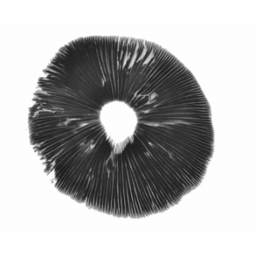 McKennaii Sporenabdruck kaufen | Terence McKenna Strain | Psilocybe cubensis