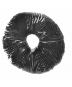 Albino A+ Sporenabdruck kaufen | Leucistischer Cubensis | AA+ Print