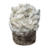 True Albino Teacher Grow Bag kaufen | Cloud920® XL | Magic Mushroom