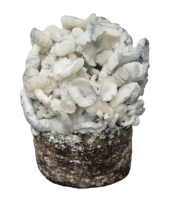True Albino Teacher Grow Bag kaufen | Cloud920® XL | Magic Mushroom