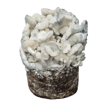 True Albino Teacher Grow Bag kaufen | Cloud920® XL | Magic Mushroom