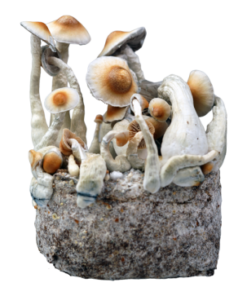 Yellow Umbo Ready-to-Grow Bag XL kaufen | Grow kits Deutschland